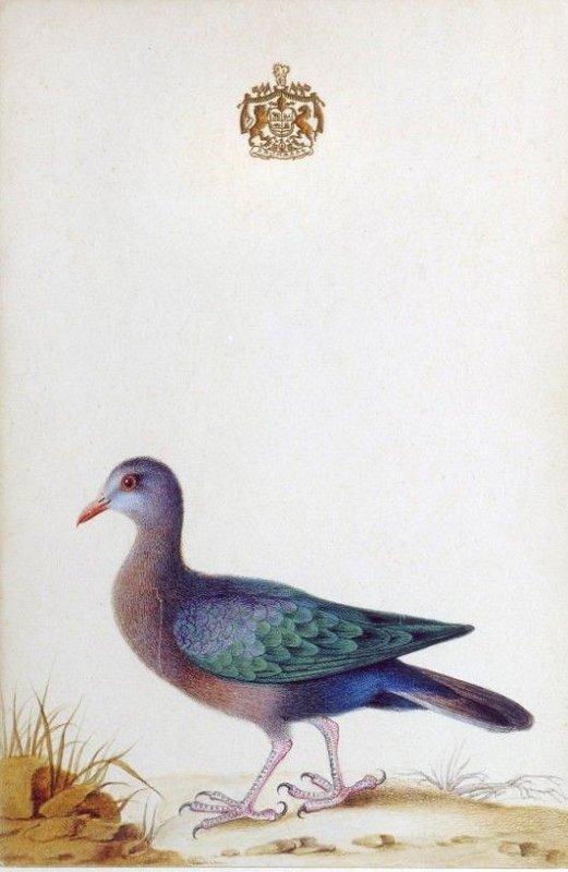 Watercolours of birds 2 of 9