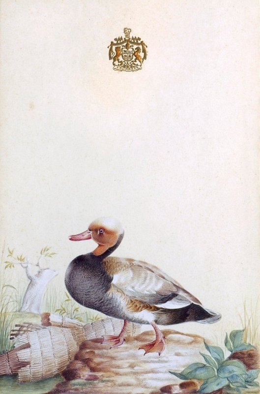 Watercolours of birds 4 of 9