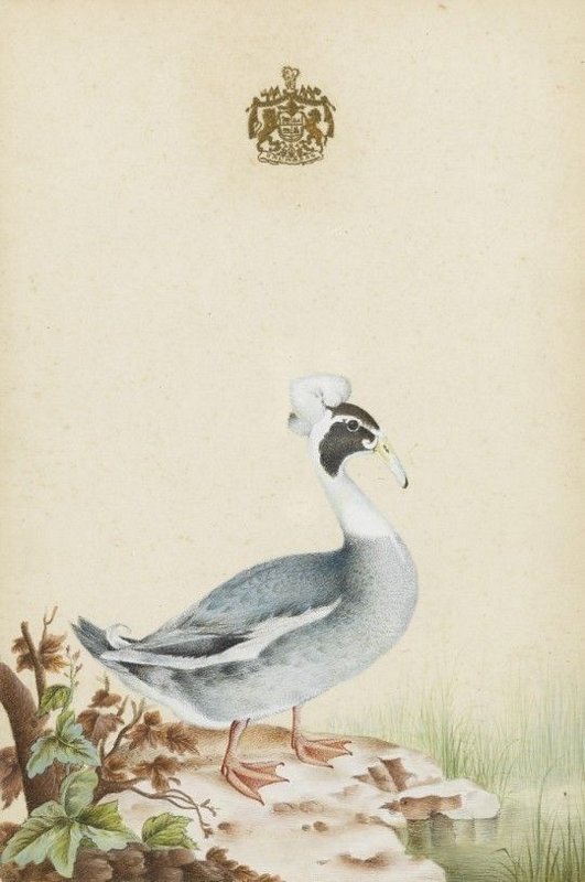 Watercolours of birds 5 of 9