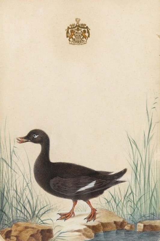 Watercolours of birds 6 of 9