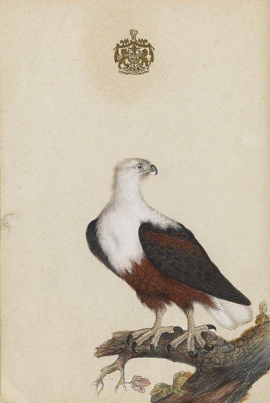 Watercolours of birds 7 of 9