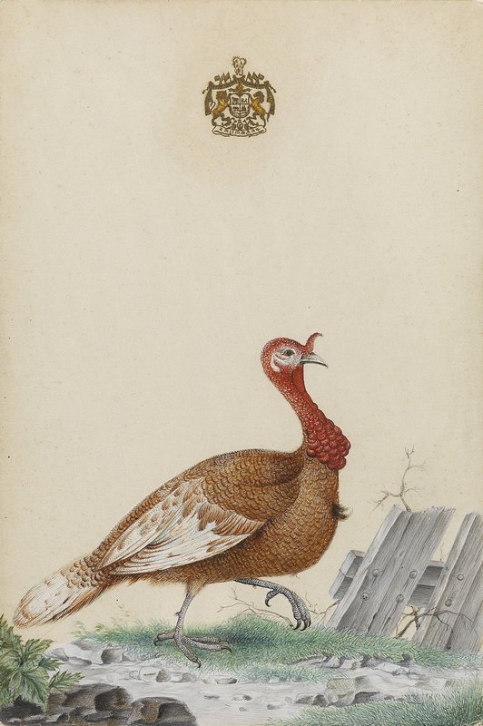 Watercolours of birds 8 of 9