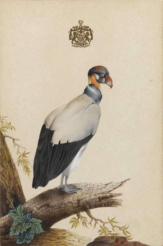 Watercolours of birds 9 of 9