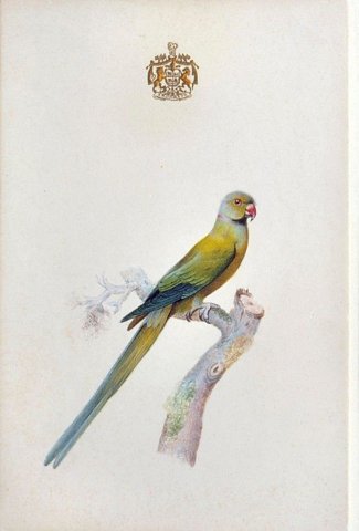 Watercolours of birds 1 of 9