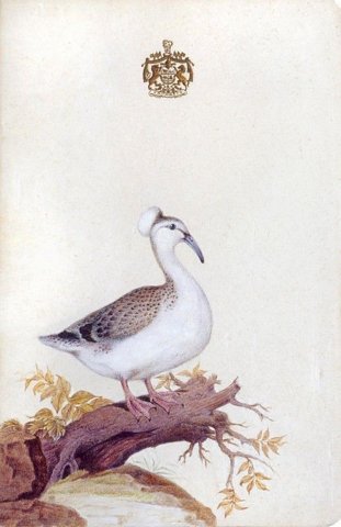 Watercolours of birds 3 of 9