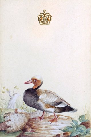Watercolours of birds 4 of 9