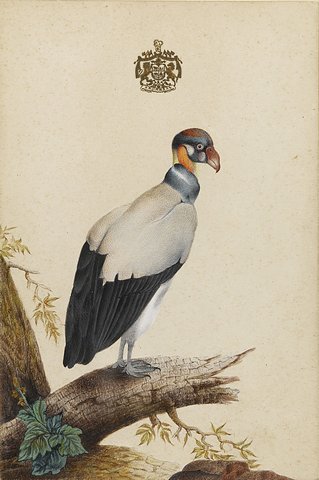 Watercolours of birds 9 of 9