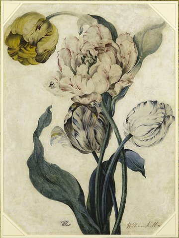 A Study of Flowers